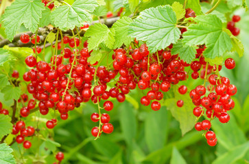 Wall Mural - Red currants