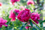 Peony