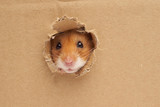 Fototapeta  - Syrian hamster on a white background
