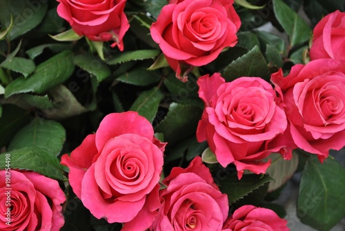 Plakat Bukiet róż