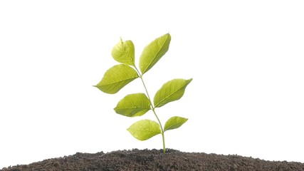 Wall Mural - hands planting a seed and watering