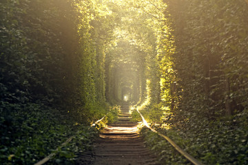 Wall Mural - Tunnel of Love near Klevan, Ukraine