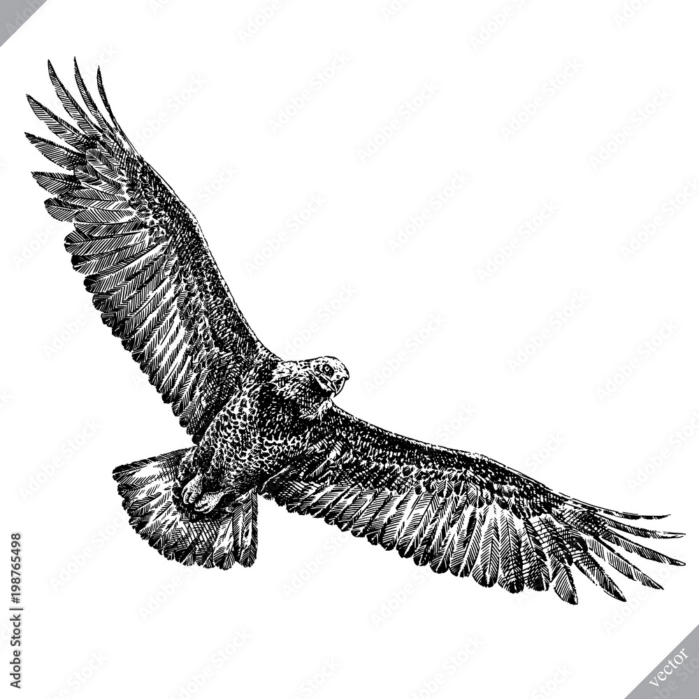 black and white engrave isolated eagle vector illustration Stock Vector ...