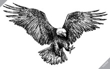 Black And White Engrave Isolated Eagle Vector Illustration
