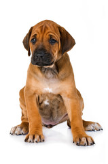 Poster - Sitzender Rhodesian Ridgeback Welpe isoliert auf weißem Grund