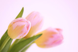 Fototapeta Tulipany - three pink tulips with orange veins close-up on a white background.