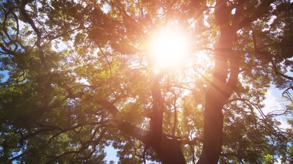 Wall Mural - Sunbeams through Branches of Tropical Tree in Sri Lanka