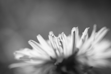 Wall Mural - macro close up of dandelion head petals in sunlight isolated, black and white