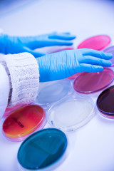 Wall Mural - differents cultivation in petri dishes in laboratory