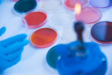 Wall Mural - differents cultivation in petri dishes in laboratory
