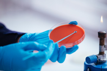 Wall Mural - cultivation with inoculation loop of a petri dish by hand of scientist in the laboratory