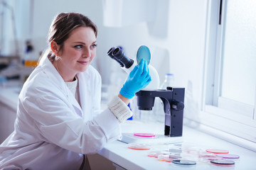 Wall Mural - woman scientist observation about petri dish in laboratory