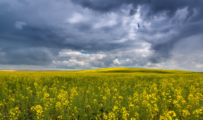 Wall Mural - field of yellow flowers
