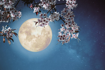 Wall Mural - romantic night scene - beautiful cherry blossom (sakura flowers) in night skies with full moon. - re