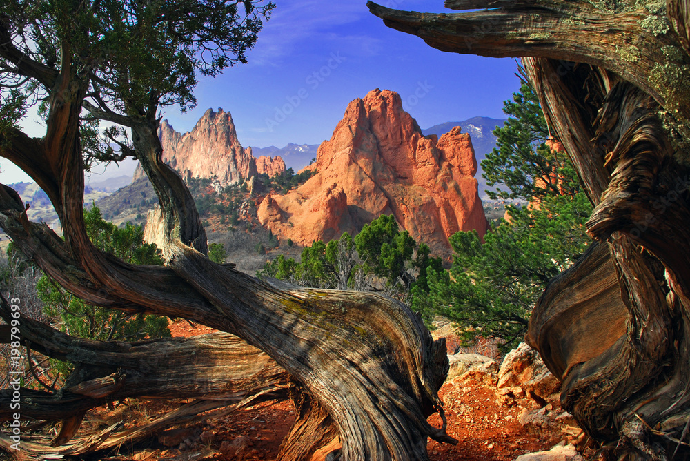 Garden Framed by Twisted Juniper Trees at the Garden of the Gods Colorado Springs - obrazy, fototapety, plakaty 