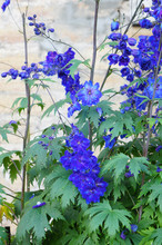 Delphinium Guardian Blue Tall Flower 