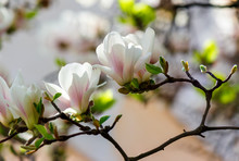 White Flowers Of Magnolia Tree Blossom. Lovely Springtime Background On A Bright Day