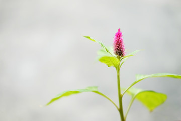 Purple and pink Amaranth flowers on white background.