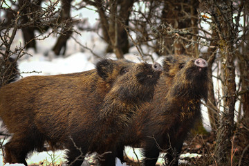 Canvas Print - wild boar youngsters in winter