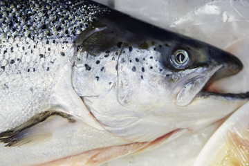 Wall Mural - Fish at market 