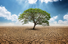Lonely Big Green Tree In Dry Wasteland A Concept For Global Warming