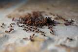 Fototapeta  - Ants are working. Busy team work.