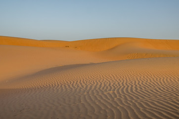 Sand dunes with wind pattern in Wahiba sands desert in evening light