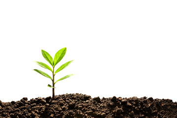 Poster - Green sprout growing out from soil isolated on white background