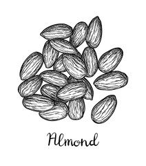 Canvas Print - ink sketch of almond.