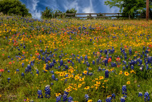 Bluebonnets And Yellow Wildflowers.