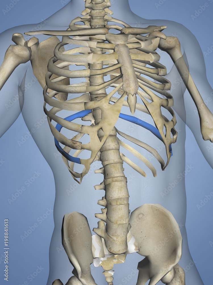Ninth Rib, Rib Cage, 3D Model Stock Illustration | Adobe Stock
