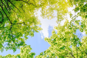 Green leaves of trees on a blue sky