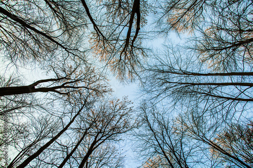 Dekoracja na wymiar  korona-drzewa-z-blekitnym-niebem