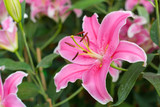 Lilly pink color Flower in garden.