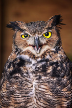 Close-up Of An Angry Great Horned Owl
