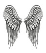 Hand Drawn Wings