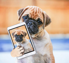 Cute Chihuahua Pug Mix Puppy (chug) Looking At The Camera With A Head Tilt In Front Of A Fenced In Pool In A Backyard During Summer Taking A Selfie Toned With A Retro Vintage Instagram Filter App