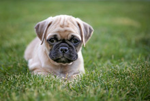 Cute Baby Pug Chihuahua Mix Called A Chug Playing On A Green Lawn