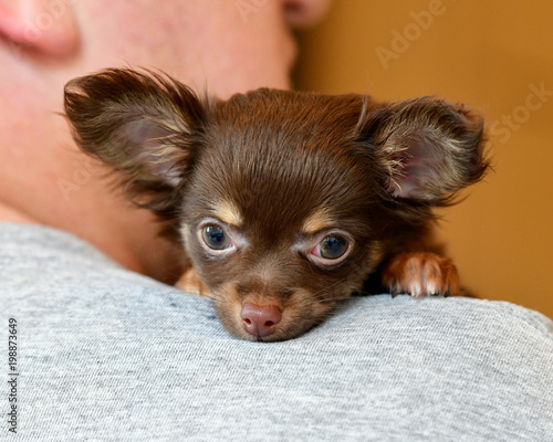 Baby Brown Long Haired Chihuahua Being Cuddled Buy This Stock