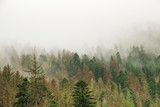 Fototapeta Na ścianę - coniferous green trees in the fog, clouds in the mountains landscape background