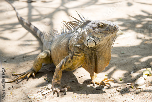 giant iguana