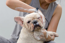 Cute French Bulldog Is Taking A Bath To Clean Dirty Skin.