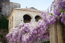 Beautiful Lilac Wisteria Flowers Are Blooming On Street In Ancient Town.