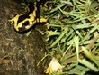 Salamandra nature