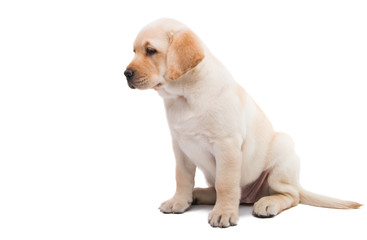 Poster - puppy labrador isolated