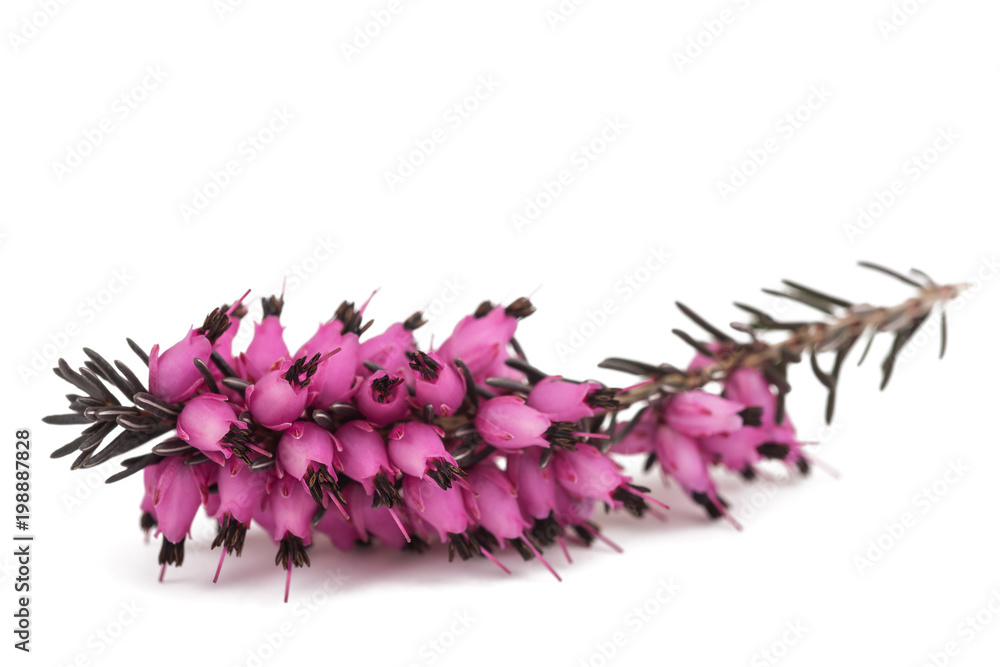 Purple heather flowers - obrazy, fototapety, plakaty 