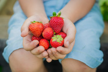 Ripe Strawberry In The Hands Of A Close-up Child