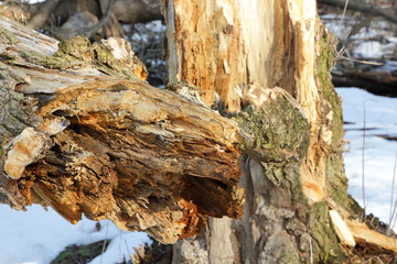 A broken tree after the storm, a wooden texture on a blurred background, environmental protection, cutting down trees in the forest, environmental problems, climate change