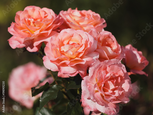Plakat Róże w ogrodzie
