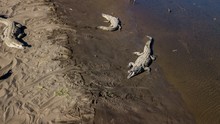 Beautiful Aerial View Of The Tempisque River With Crocodiles In Costa Rica 